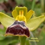 Ophrys fusca Çiçek