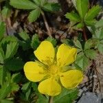 Potentilla reptans 花