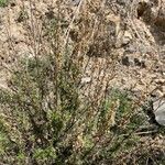 Artemisia campestris 葉
