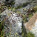 Agrostis rupestris Muu