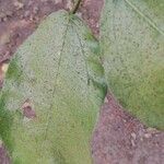 Ficus exasperata 叶