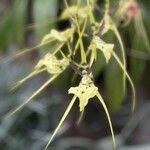 Brassia gireoudiana Kvet