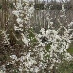 Prunus spinosa Hábito