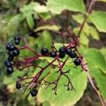 Sambucus nigraGyümölcs