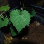 Vitis arizonica Leaf