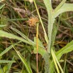 Centaurea napifolia List