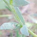 Linaria albifrons Leht