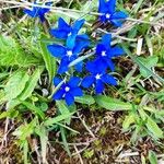 Gentiana brachyphylla ফুল