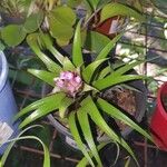 Aechmea recurvata Flor