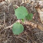 Abutilon mauritianum Ліст