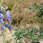 Lupinus chamissonis ᱛᱟᱦᱮᱸ