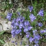 Veronica nummularia 花