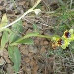 Ophrys lupercalis x Ophrys lutea