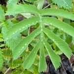 Melianthus major Blatt