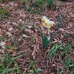 Narcissus tazettaFlor