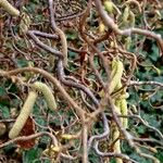 Corylus avellana 整株植物