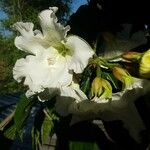 Beaumontia grandiflora Çiçek
