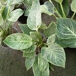 Calathea sanderiana Hoja