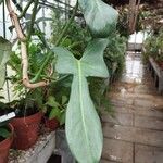 Philodendron panduriforme 葉