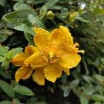 Hypericum patulum പുഷ്പം