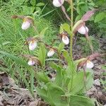 Cypripedium montanum Λουλούδι