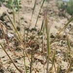 Festuca ambigua Flower