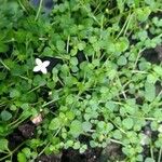 Houstonia serpyllifoliaLeaf