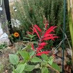 Salvia elegansFlower