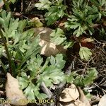 Ranunculus ollissiponensis Habit
