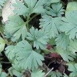 Alchemilla arvensis Blatt