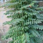 Sauropus androgynus Leaf