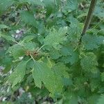 Leonurus quinquelobatus Hoja