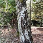 Betula pubescens Bark