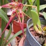 Bulbophyllum wendlandianum Flower
