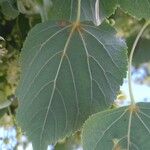 Tilia cordataFolha