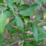 Buddleja auriculata Folio