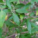 Buddleja auriculata Leaf