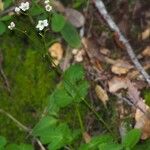 Micranthes californica Habit