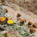 Aliella platyphylla Staniste