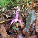 Triphora trianthophoros Flower