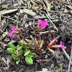 Primula rosea Flor