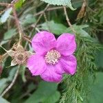 Rubus odoratus Цвят