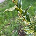 Sarcococca hookeriana Flower