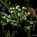 Myodocarpus fraxinifolius Fruto