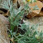 Artemisia umbelliformis Blad