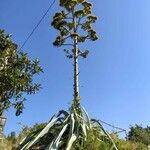 Agave americanaKwiat