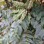 Berberis japonica Leaf