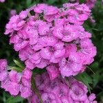 Dianthus barbatusFlower