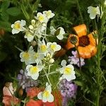 Linaria maroccana Habit