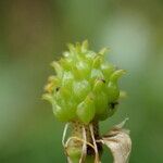 Ranunculus amplexicaulis Fruit